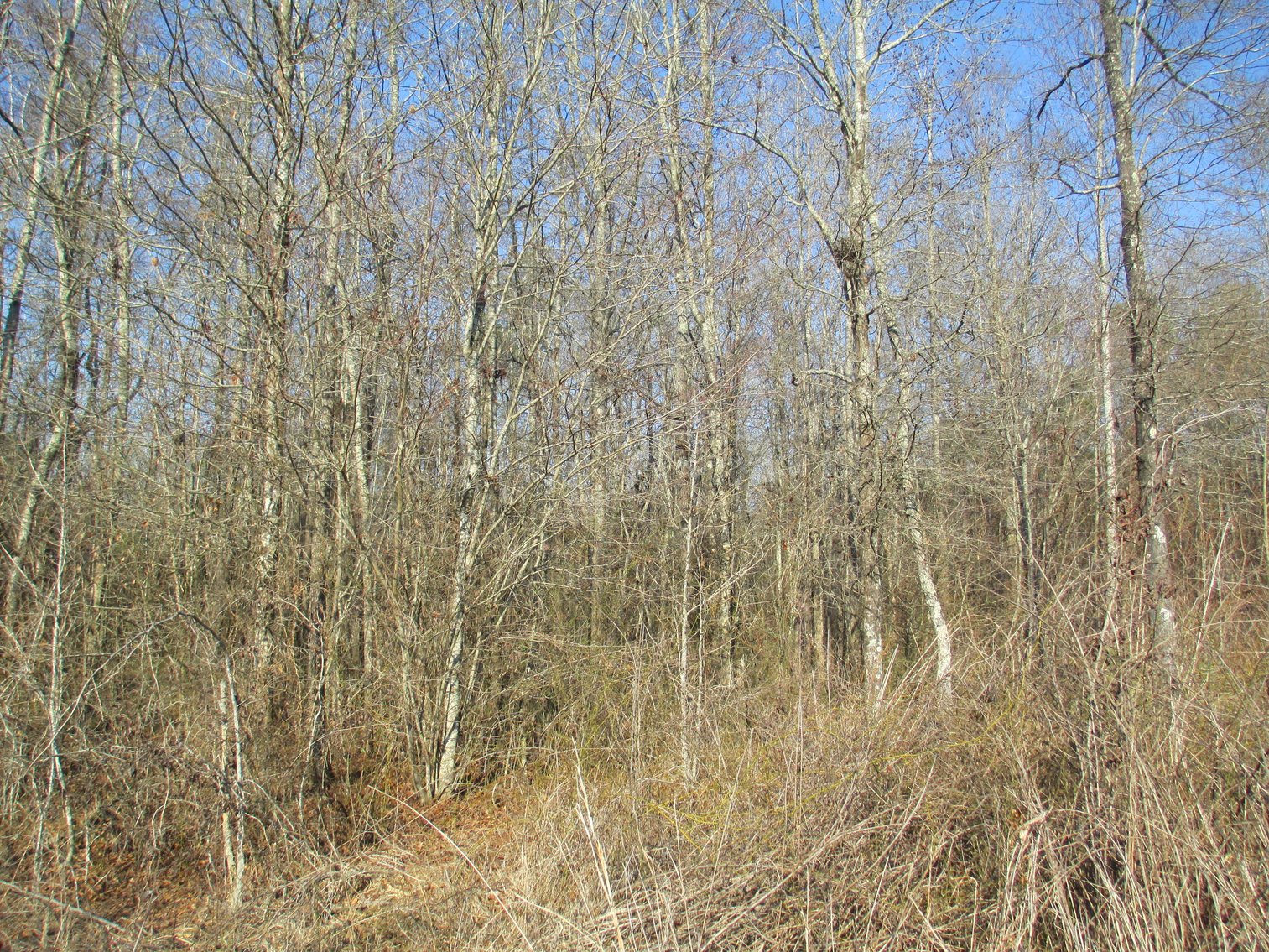 Image for Talladega, AL: 2 Parcels Totaling 63± Acres with 12 Surveyed Lots (Talladega County)