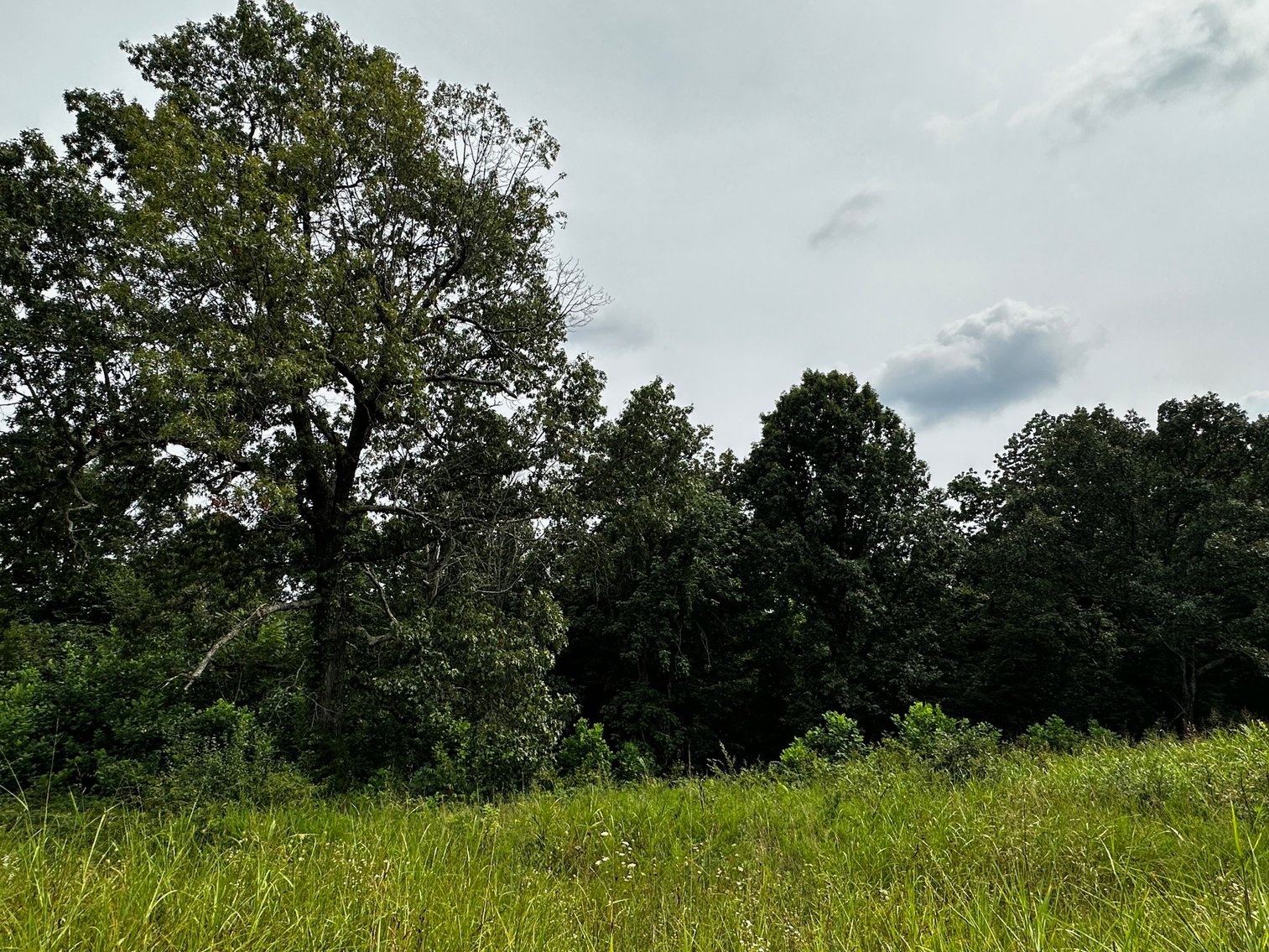 Image for 14.8 +/- Acres・Highway 189・White Plains