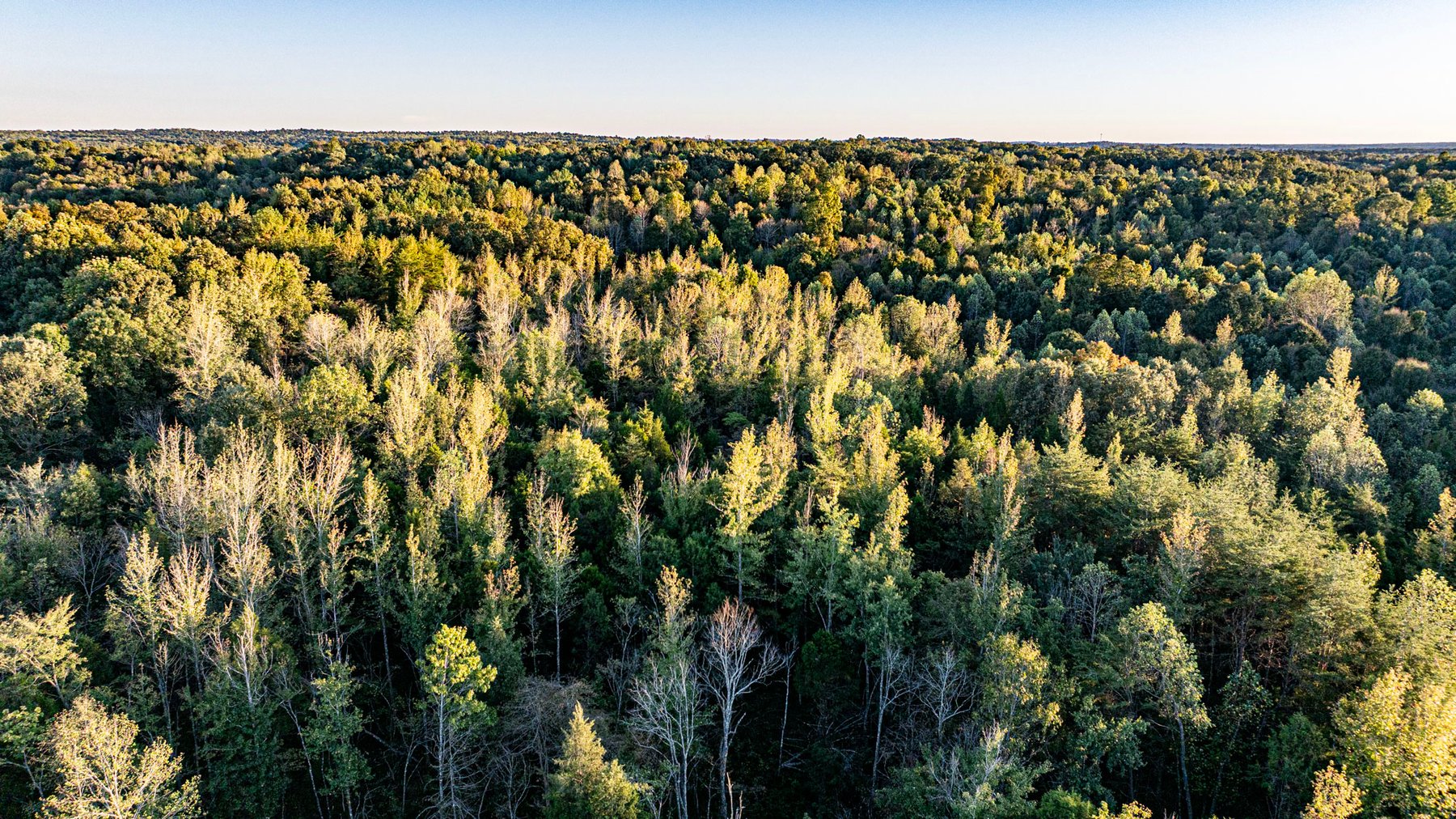 Image for 4 Tracts・Pallet Mill Road・Greenville