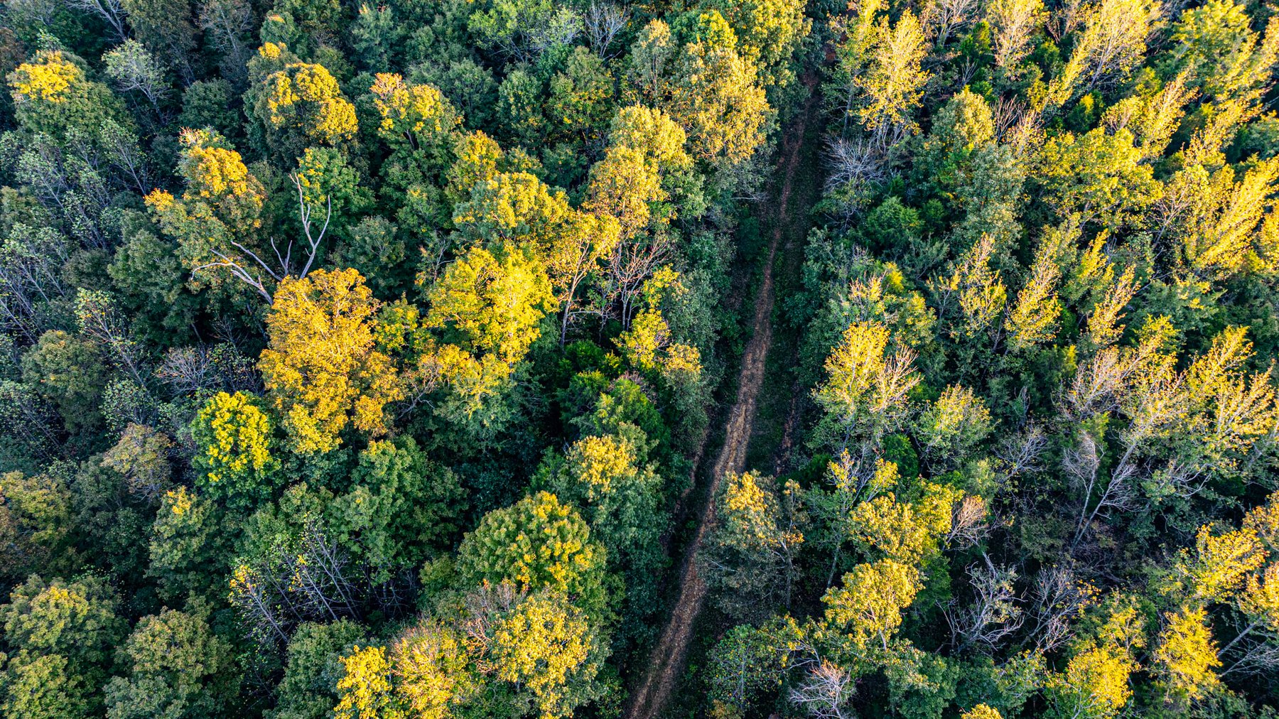 Image for 4 Tracts・Pallet Mill Road・Greenville