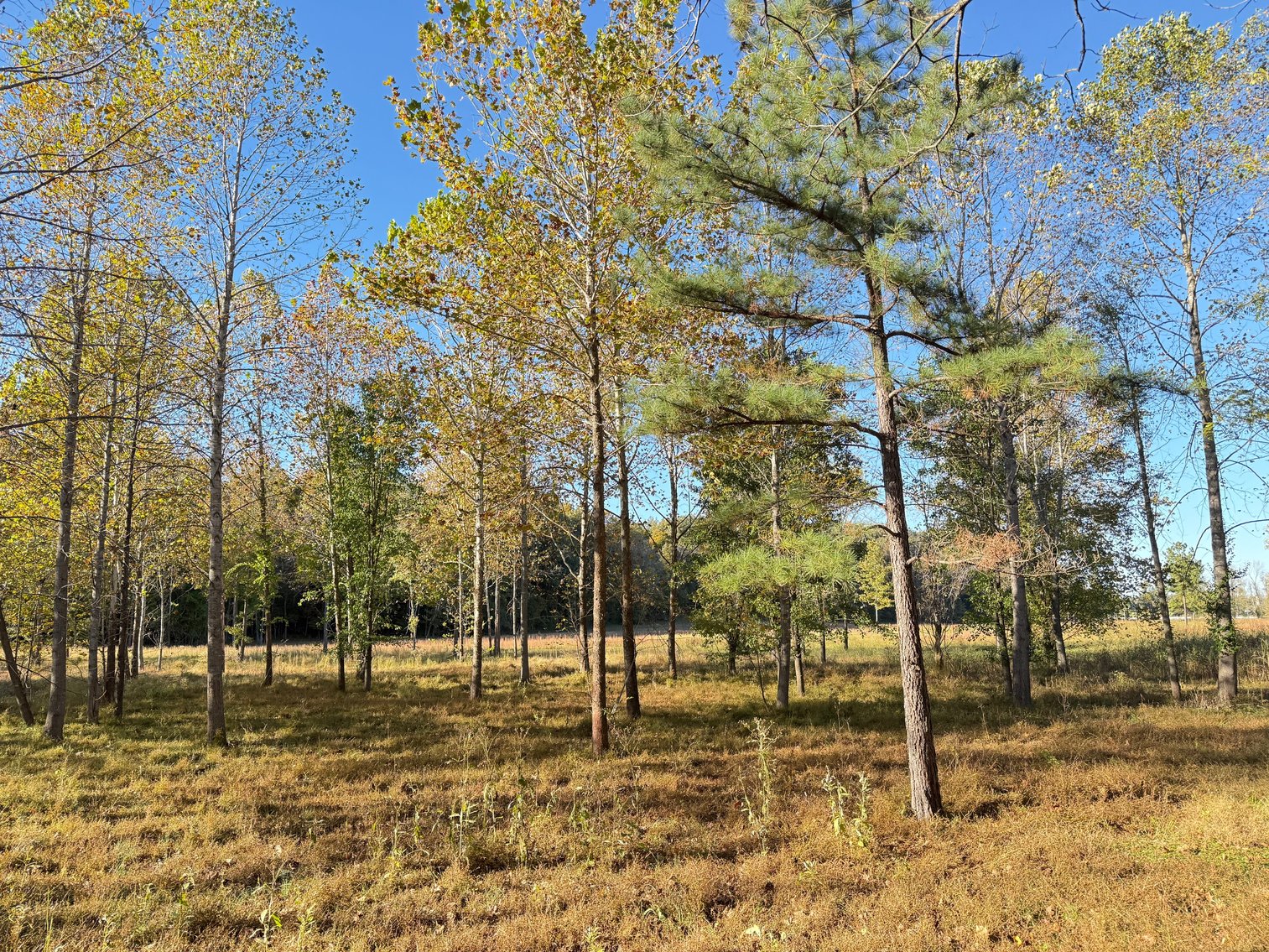 Image for State Route 176・Greenville