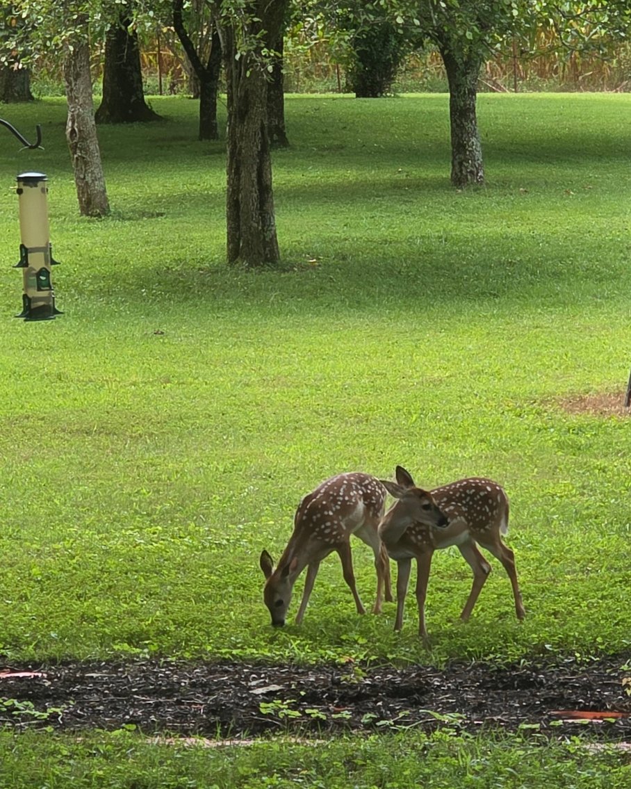 Image for AT AUCTION ONSITE & SIMULCAST SATURDAY OCTOBER 4TH, 2025 10:01am (CDT) 1117 ESSIE CLEEK Rd. TULLAHOMA, TN 37388