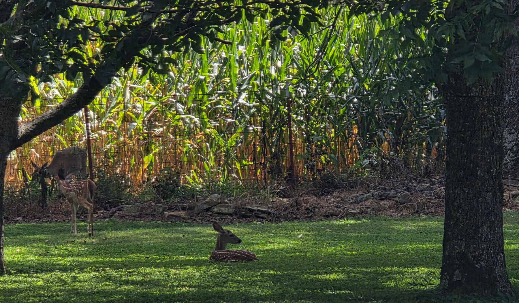 Image for AT AUCTION ONSITE & SIMULCAST SATURDAY OCTOBER 4TH, 2025 10:01am (CDT) 1117 ESSIE CLEEK Rd. TULLAHOMA, TN 37388