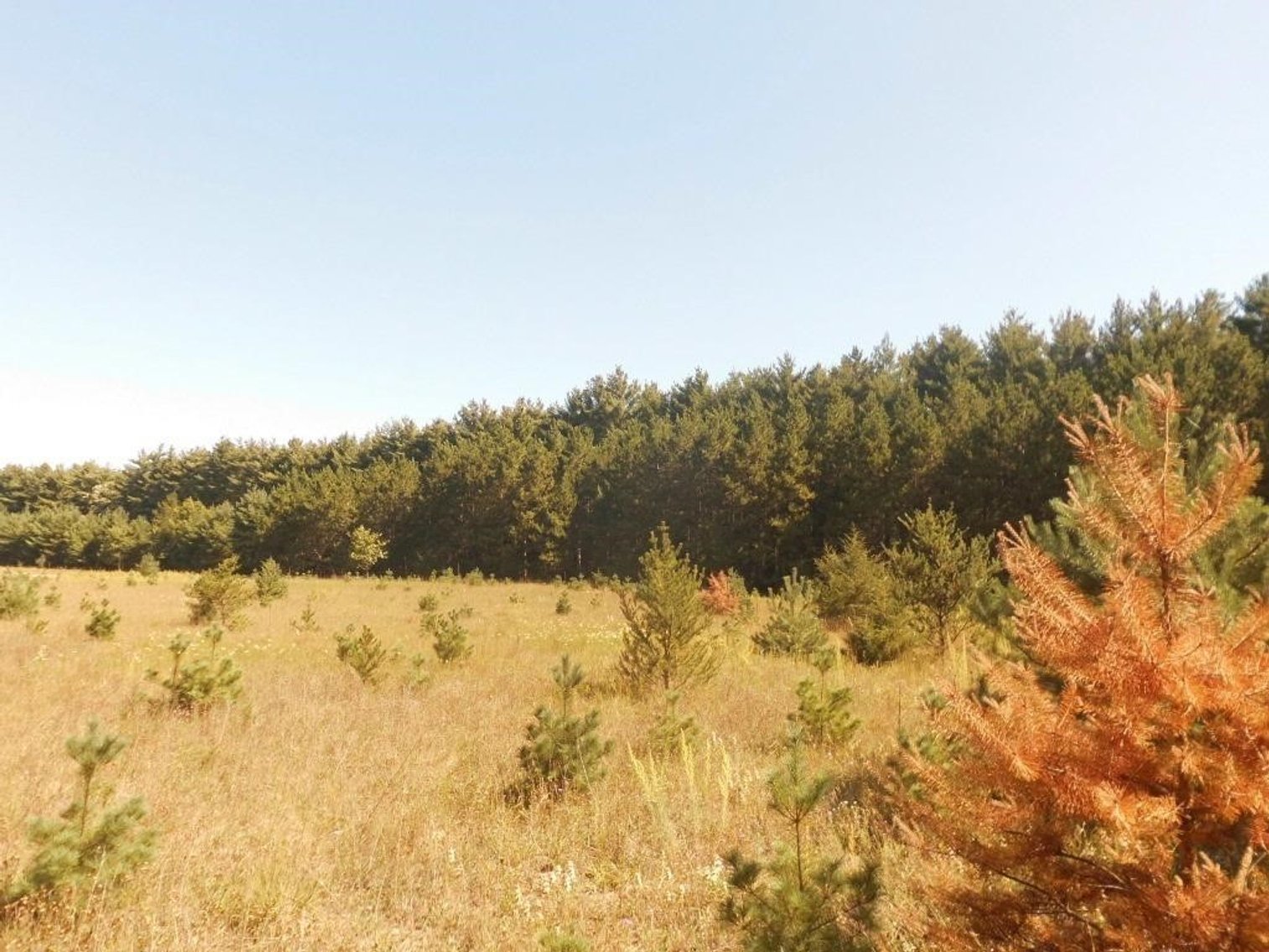 Image for 33+ ac Hunting Land, Town of Marion, Waushara County