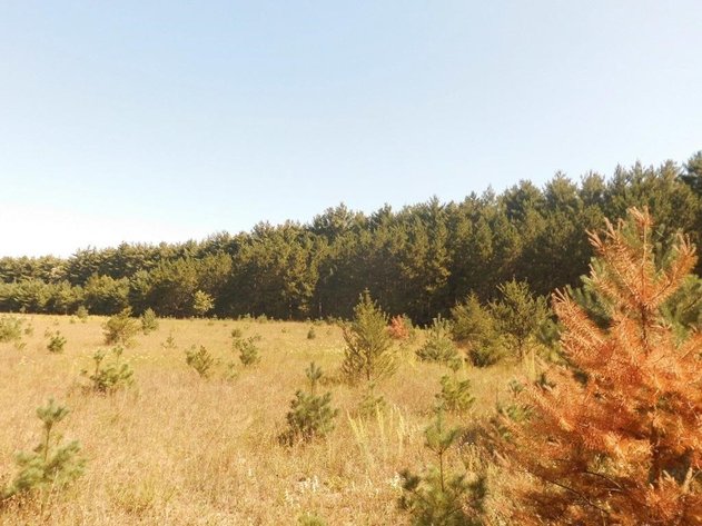 Image for 33+ ac Hunting Land, Town of Marion, Waushara County