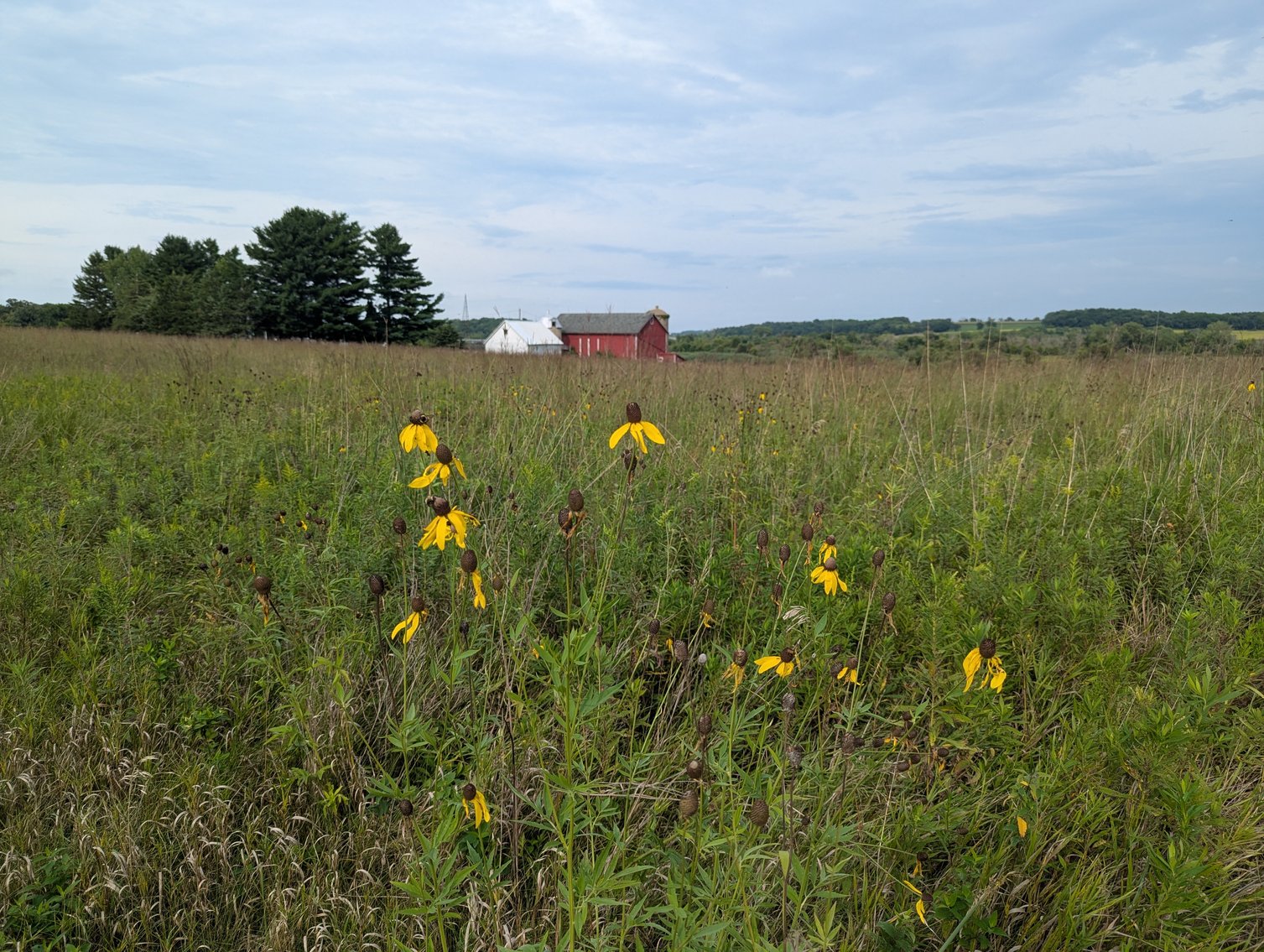 Image for 136.5 Acre Farm in Waterloo/Jefferson County