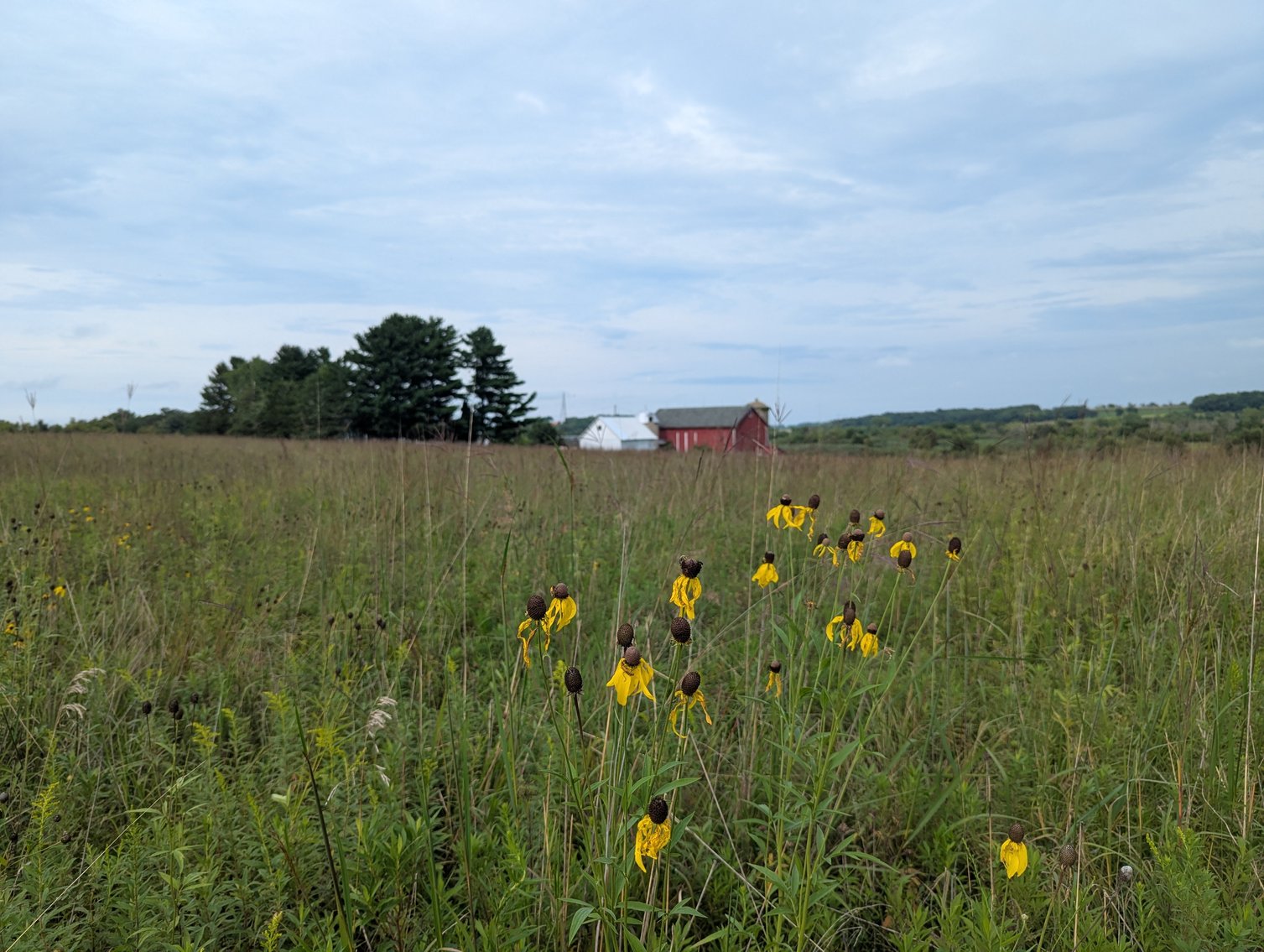 Image for 136.5 Acre Farm in Waterloo/Jefferson County