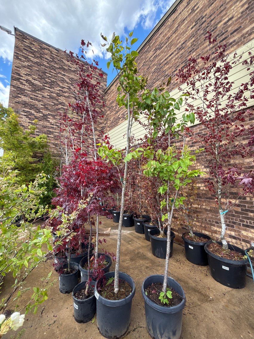 Image for 2026 Waupun Nursery Stock Online Auction