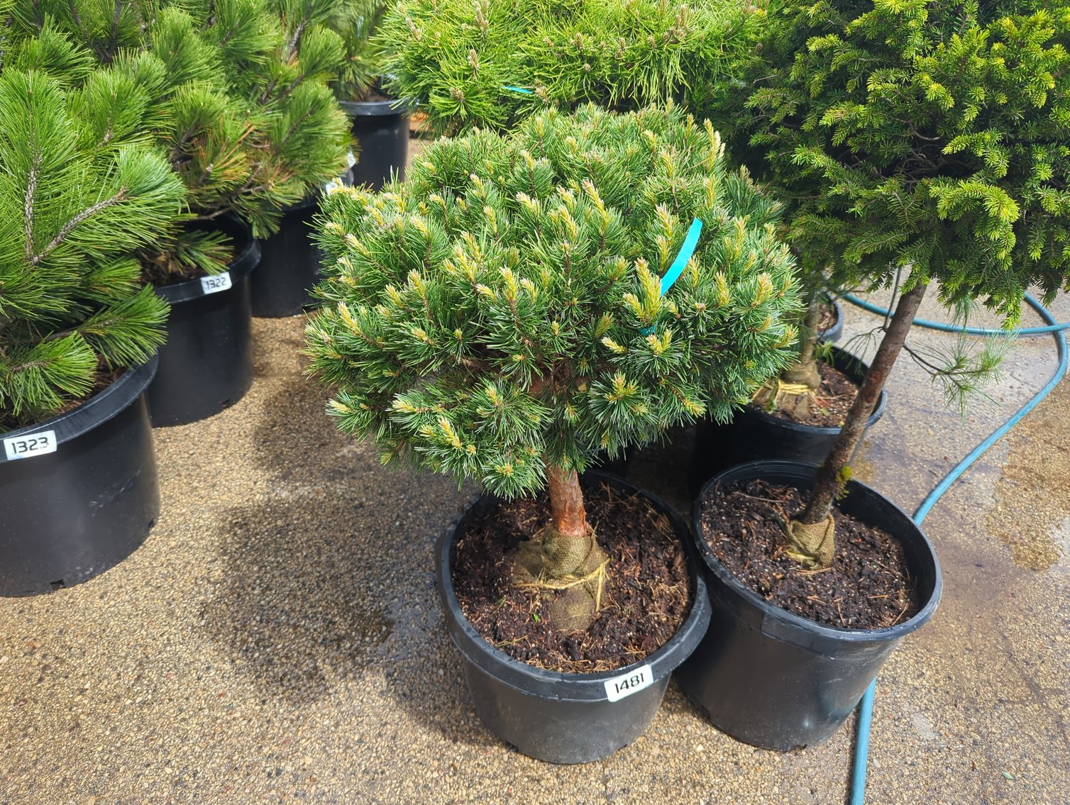 Image for 2026 Waupun Nursery Stock Online Auction