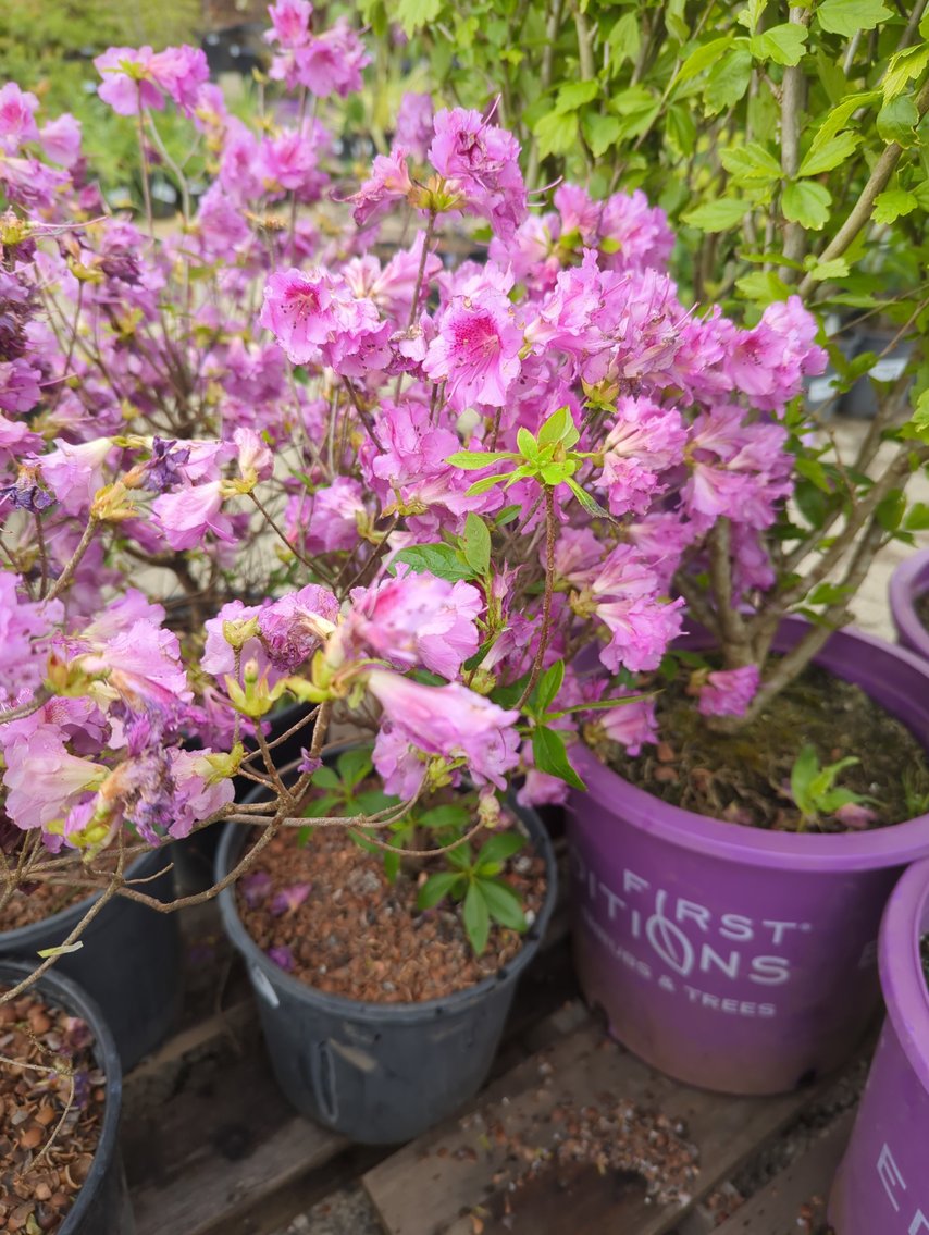 Image for 2026 Waupun Nursery Stock Online Auction
