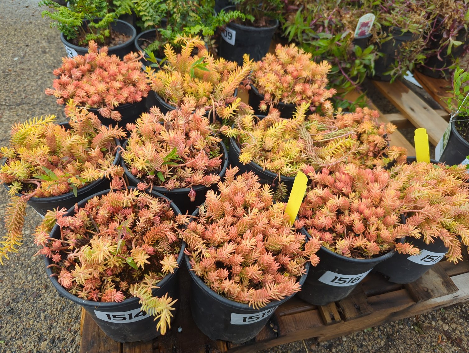 Image for 2026 Waupun Nursery Stock Online Auction
