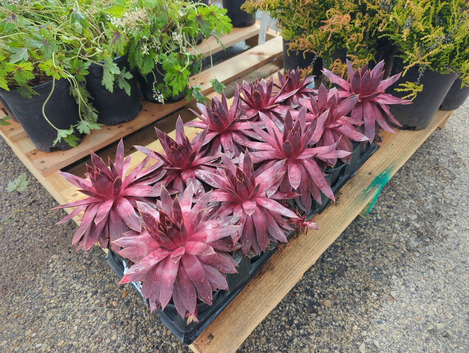 Image for 2026 Waupun Nursery Stock Online Auction