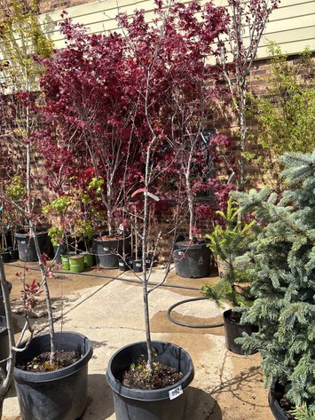 Image for 2026 Waupun Nursery Stock Online Auction