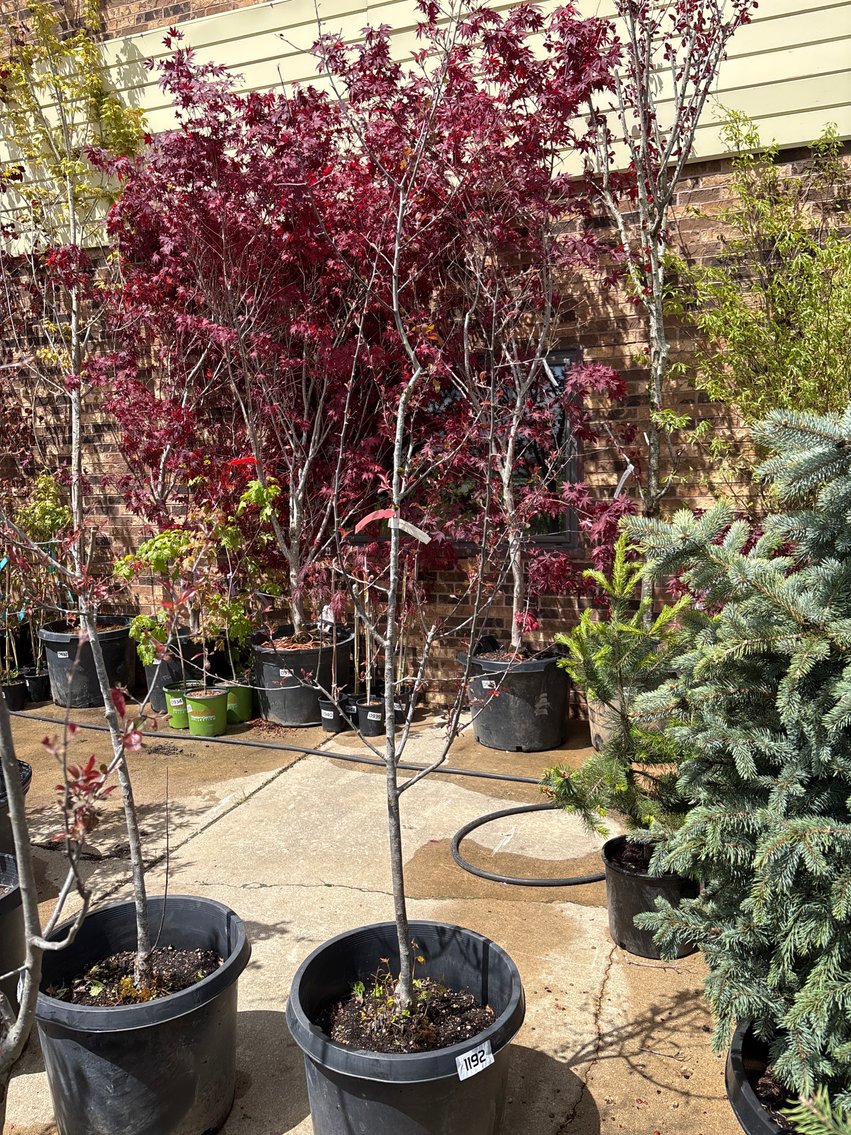 Image for 2026 Waupun Nursery Stock Online Auction