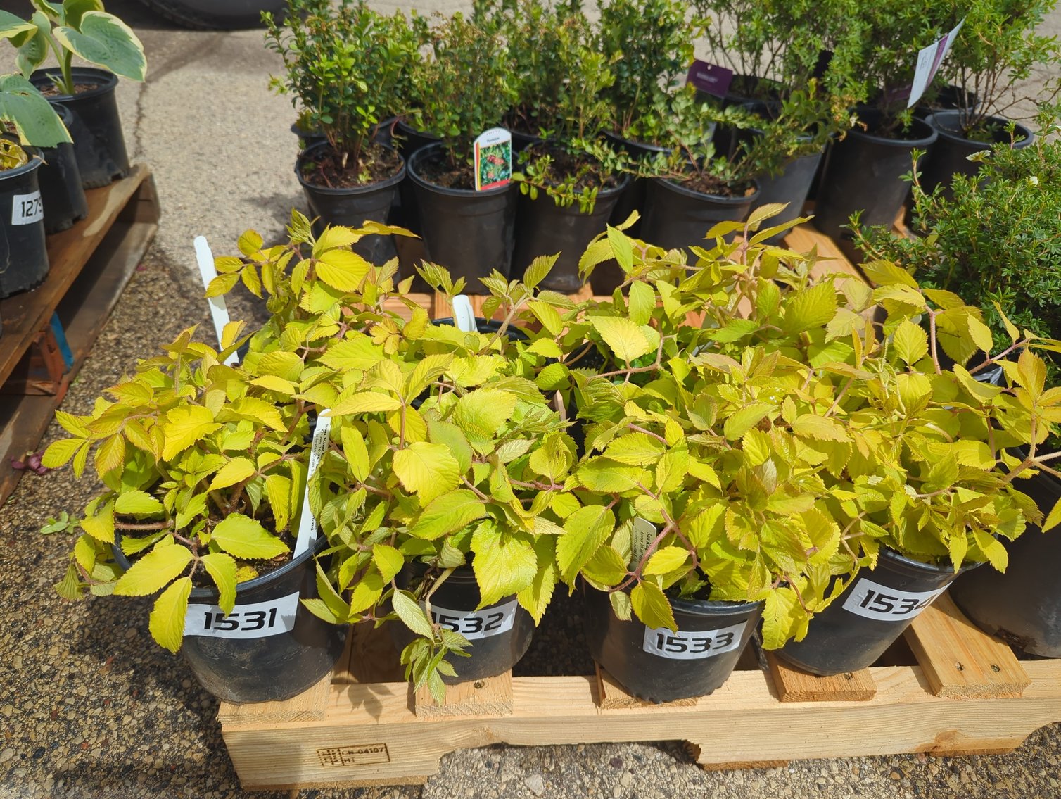 Image for 2026 Waupun Nursery Stock Online Auction