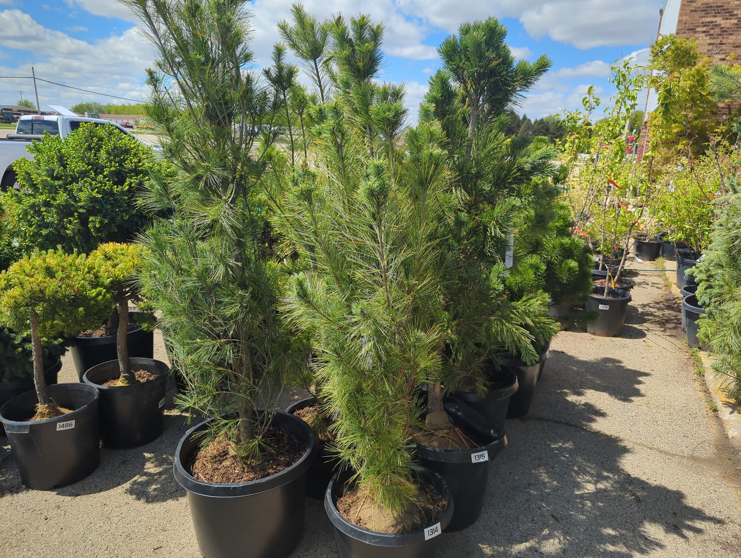 Image for 2026 Waupun Nursery Stock Online Auction