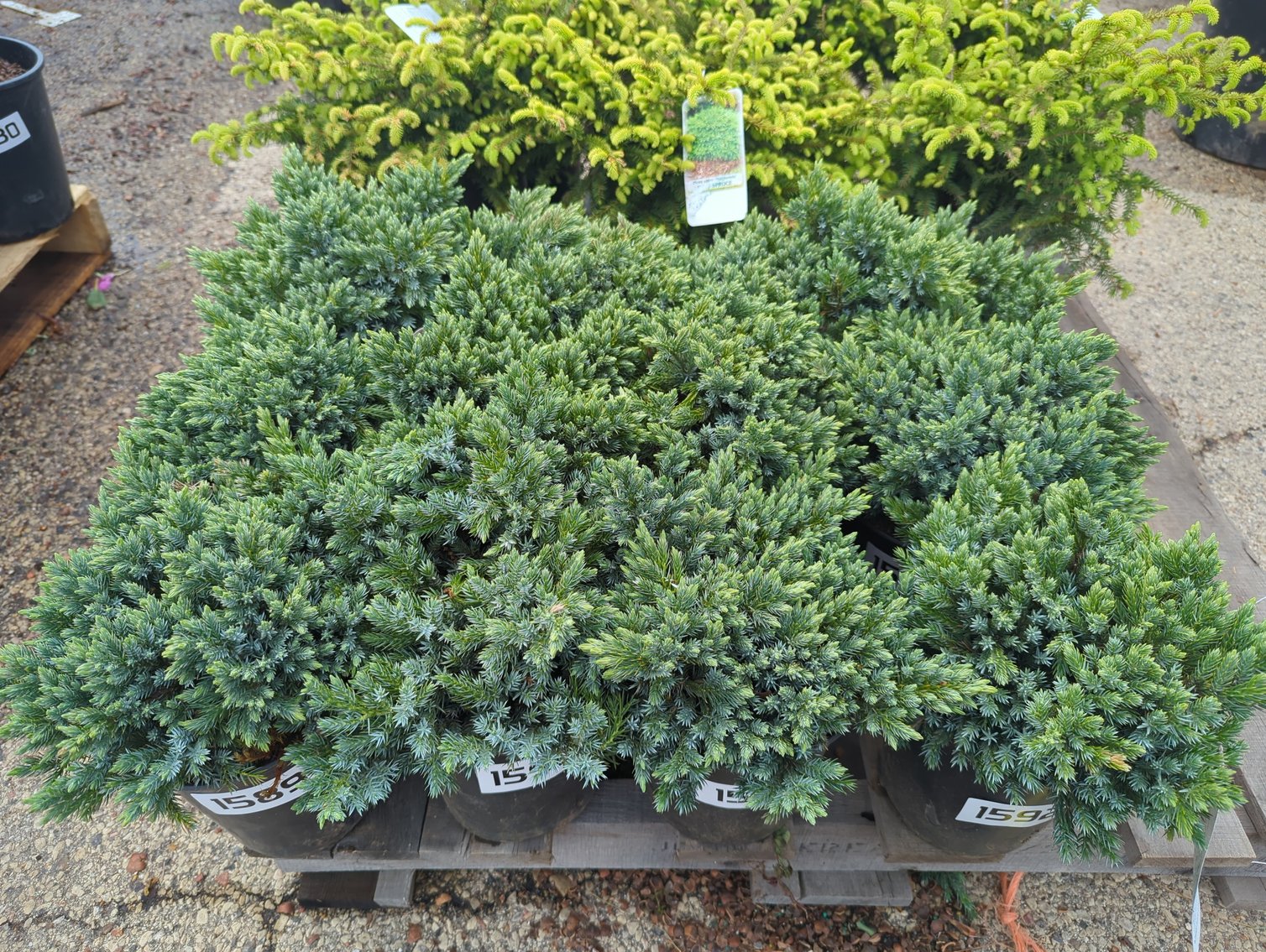 Image for 2026 Waupun Nursery Stock Online Auction