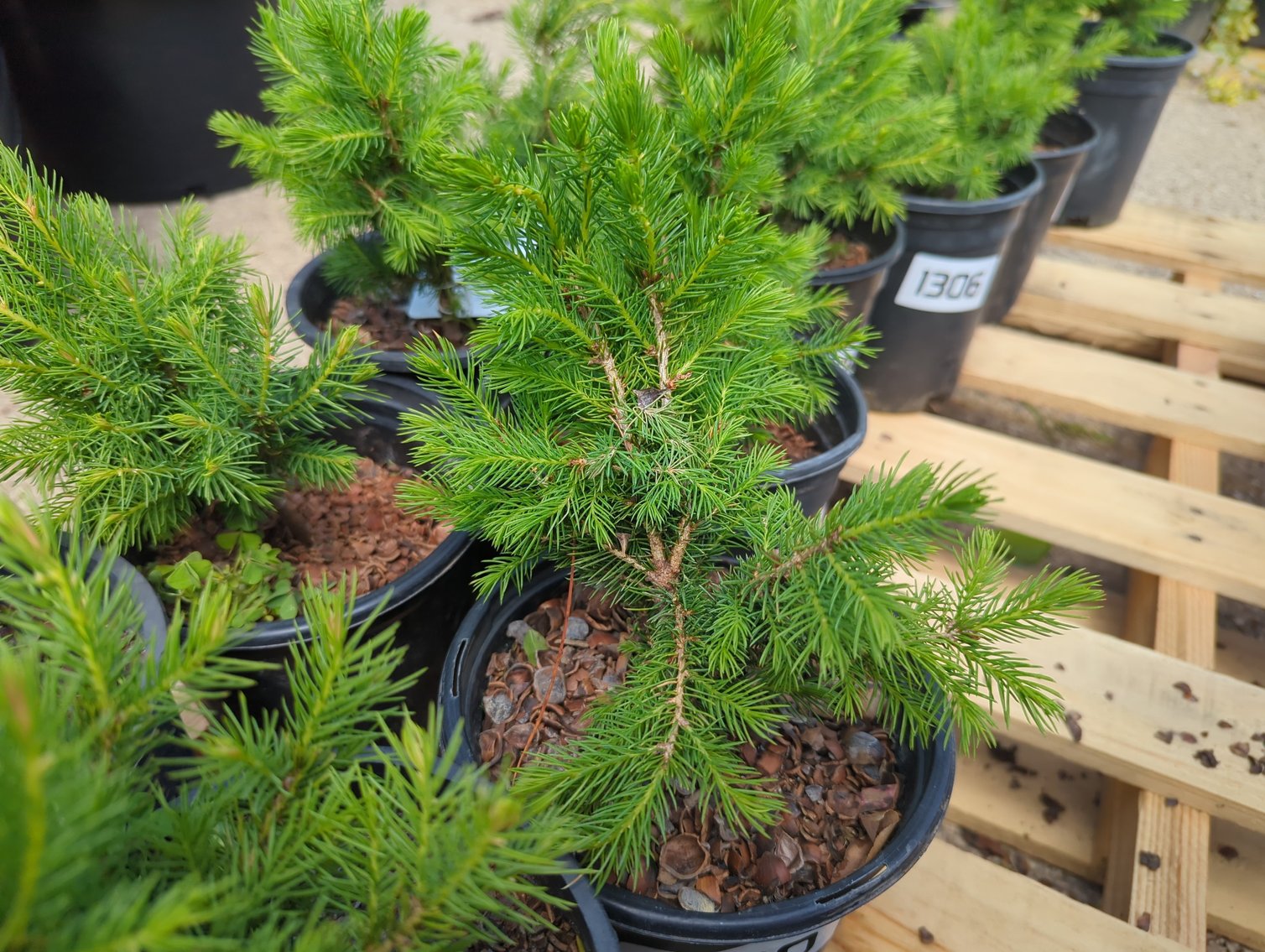 Image for 2026 Waupun Nursery Stock Online Auction