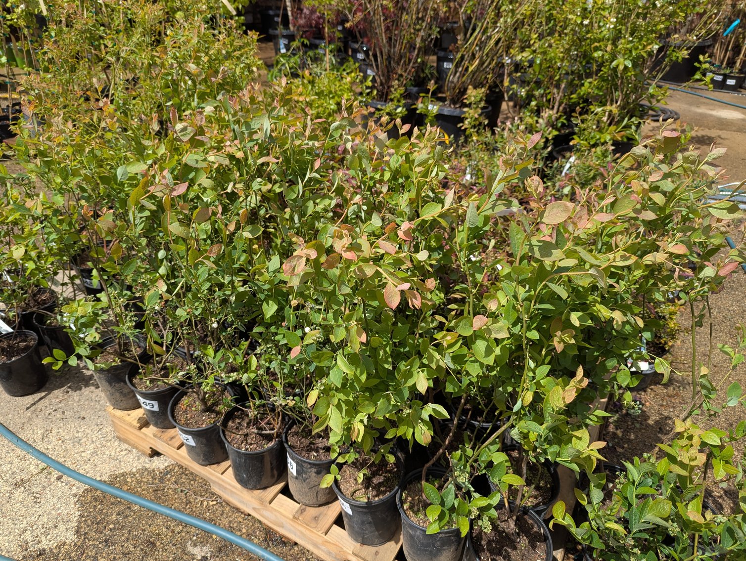 Image for 2026 Waupun Nursery Stock Online Auction