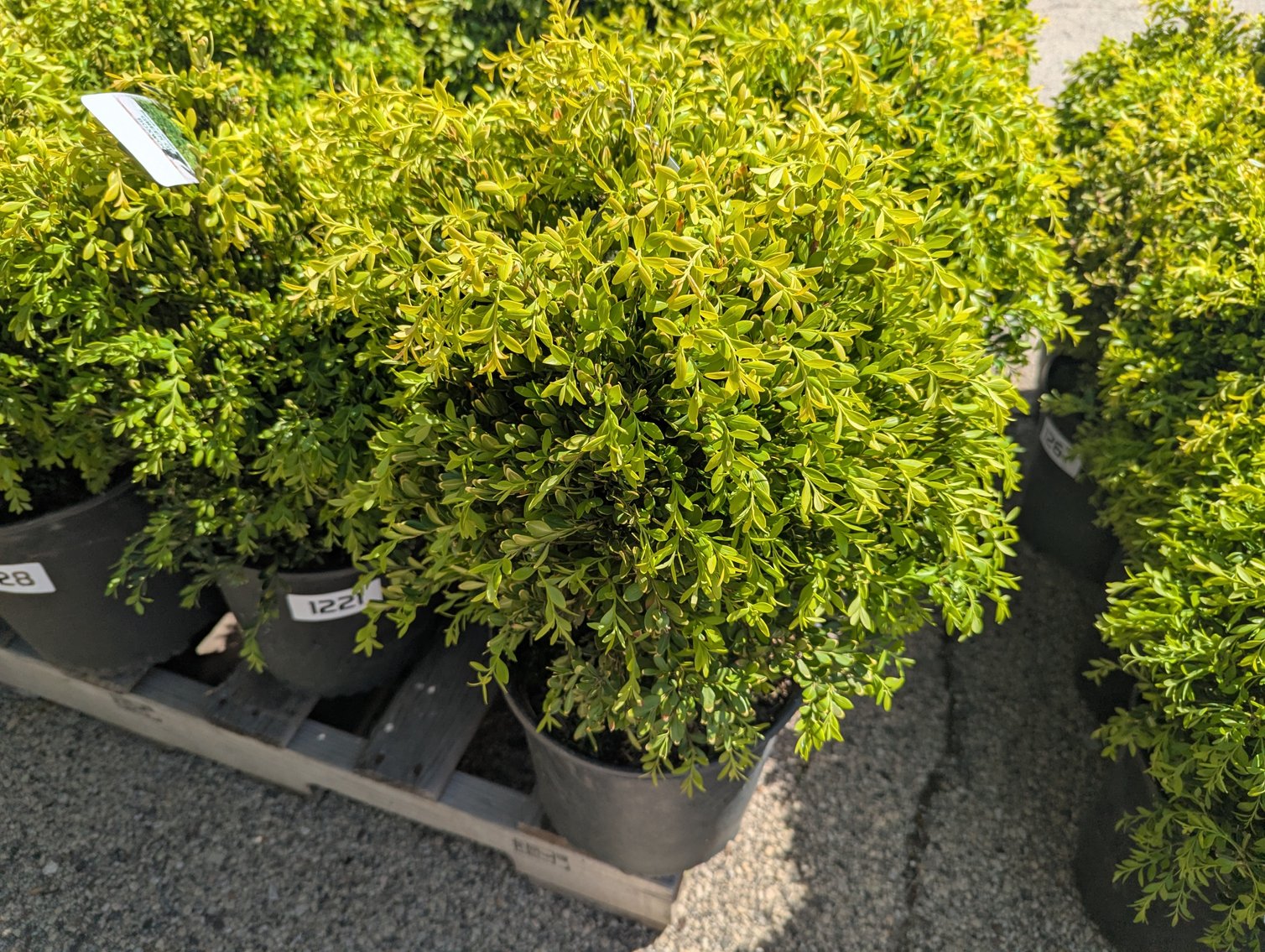 Image for 2026 Waupun Nursery Stock Online Auction
