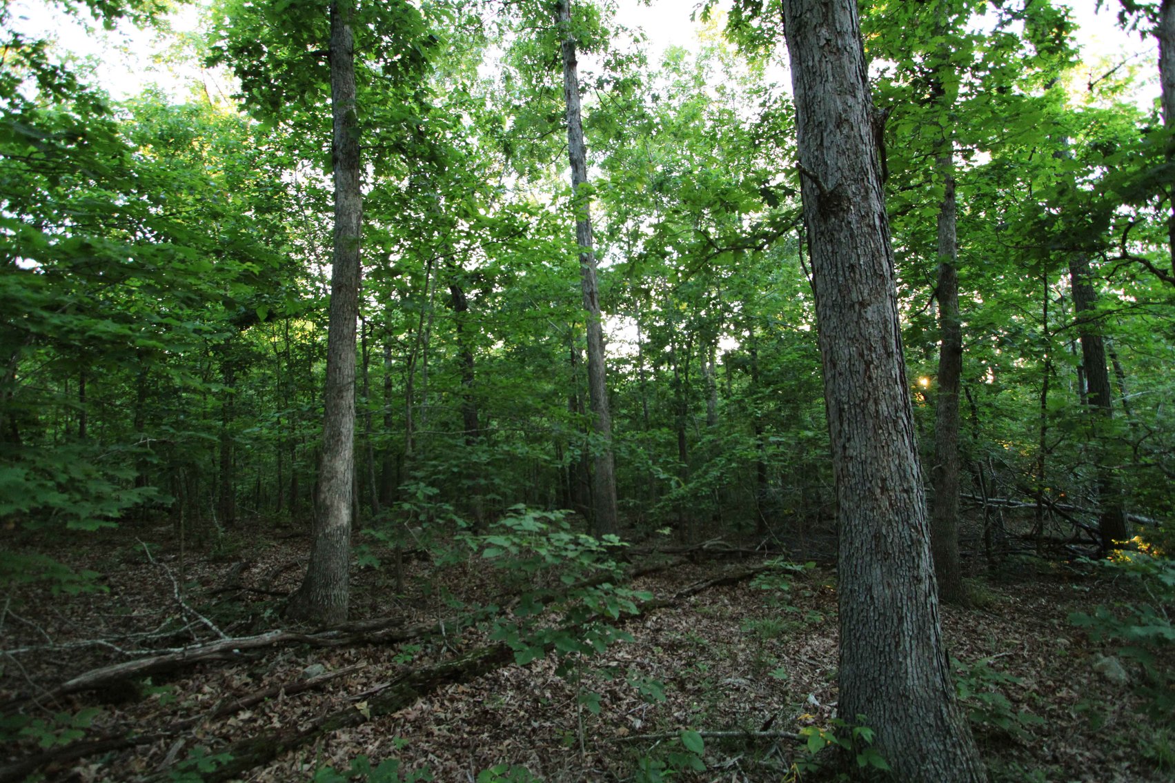 Image for Bollinger County 6 tracts BCR 924