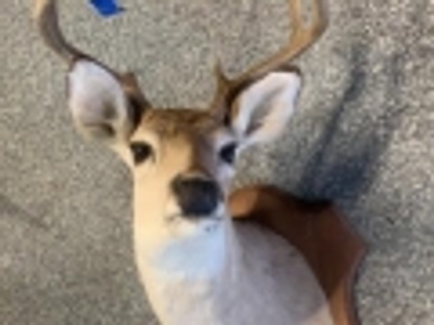 Image for 2021, July 13th – 23rd | July Online Only Coin & Estate Sale