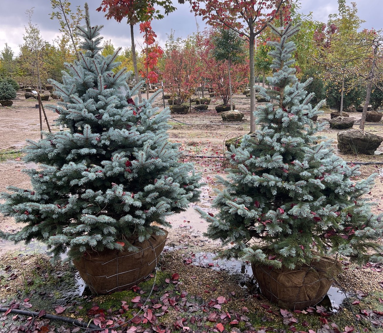 Image for Annual Inventory Reduction - North Branch Nursery Auction 2025