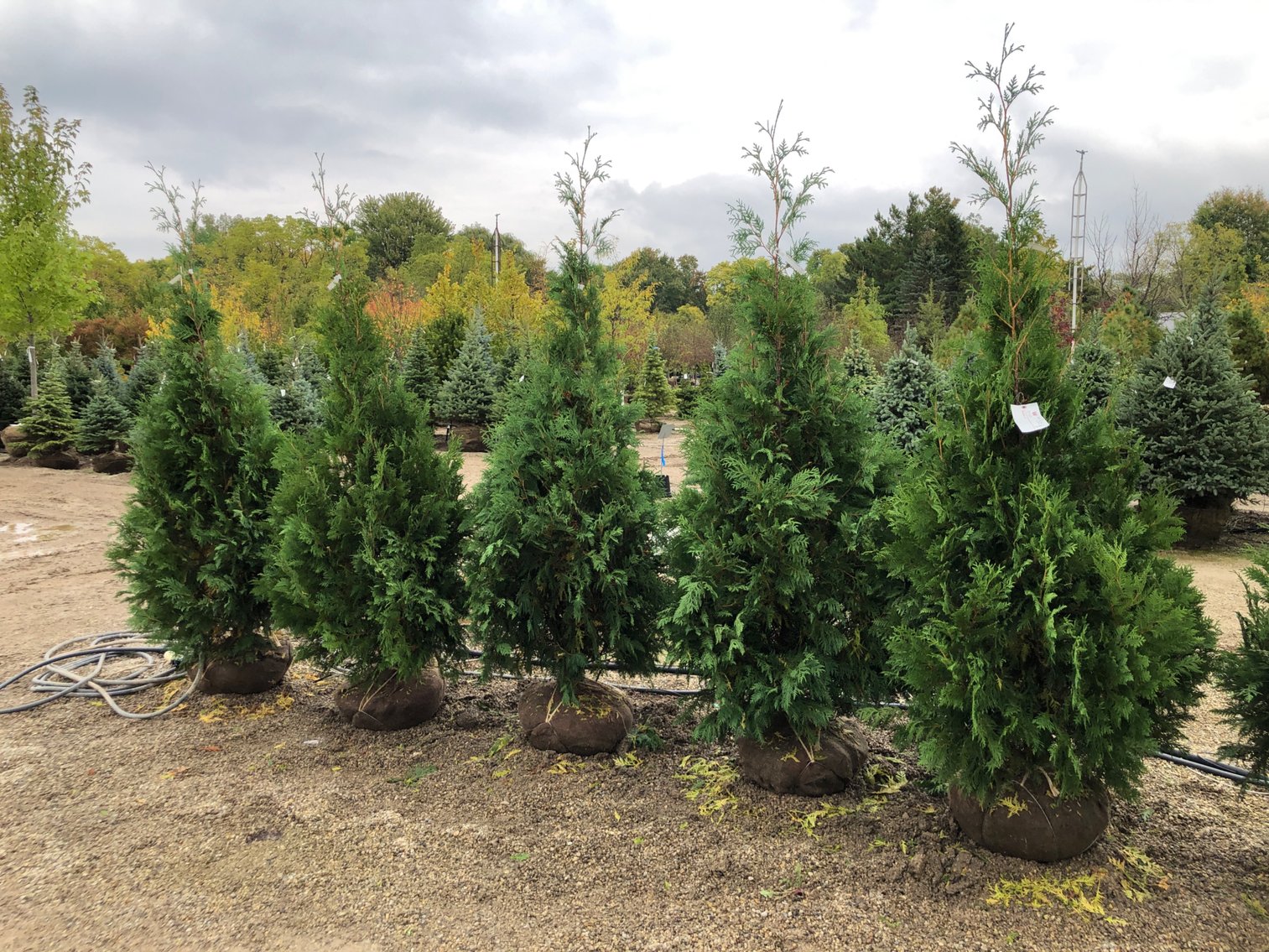 Image for Annual Inventory Reduction - North Branch Nursery Auction 2025