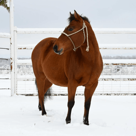 Image for January Horse Auction