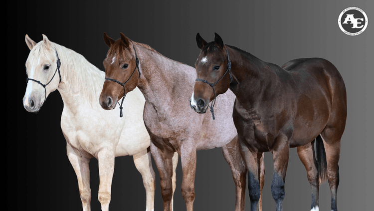 Image for Penn State University 23rd Annual QH Sale