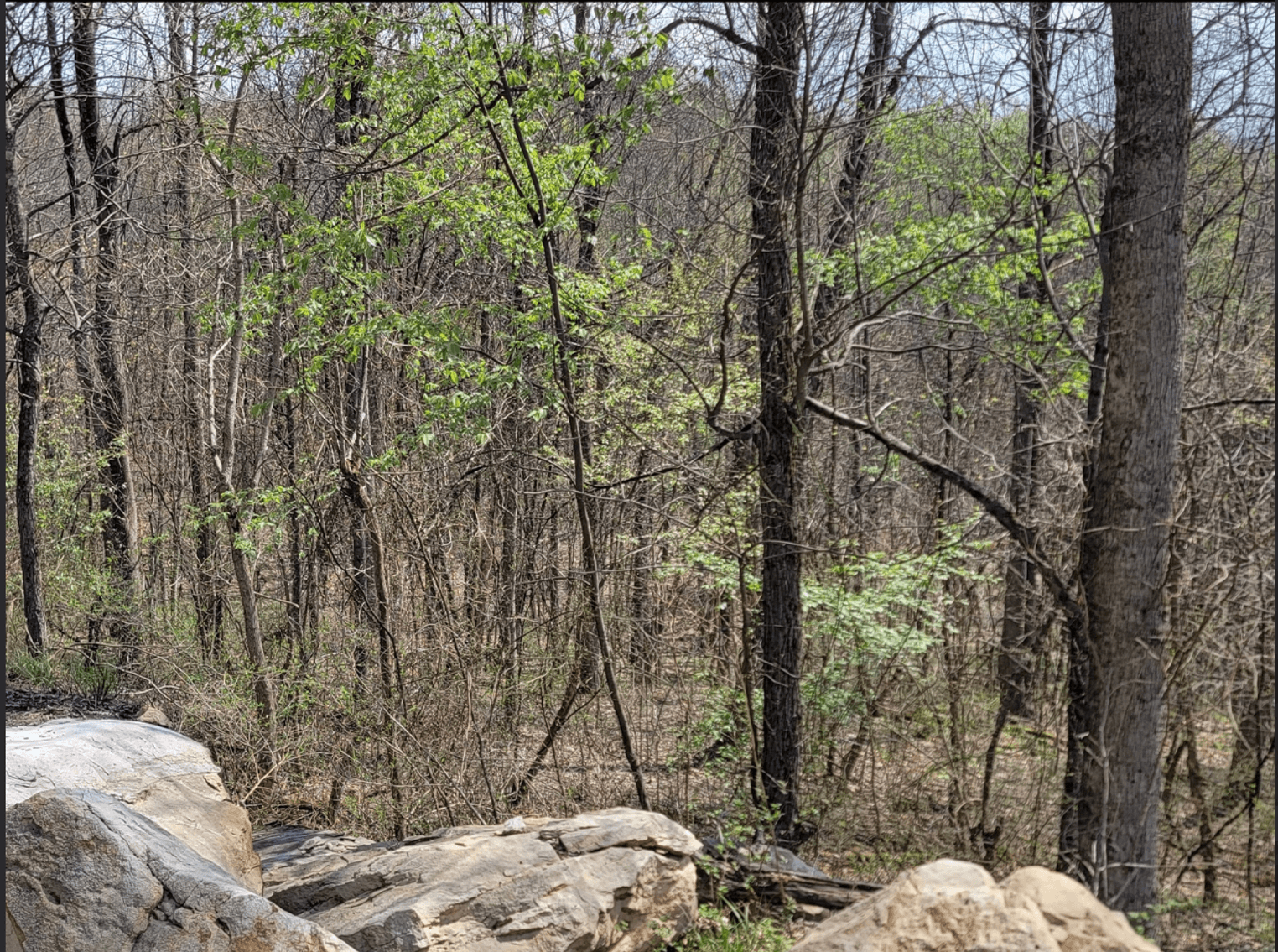 Image for TBD Determined Veterans Memorial Highway Kingwood, 5 Acre Lot!