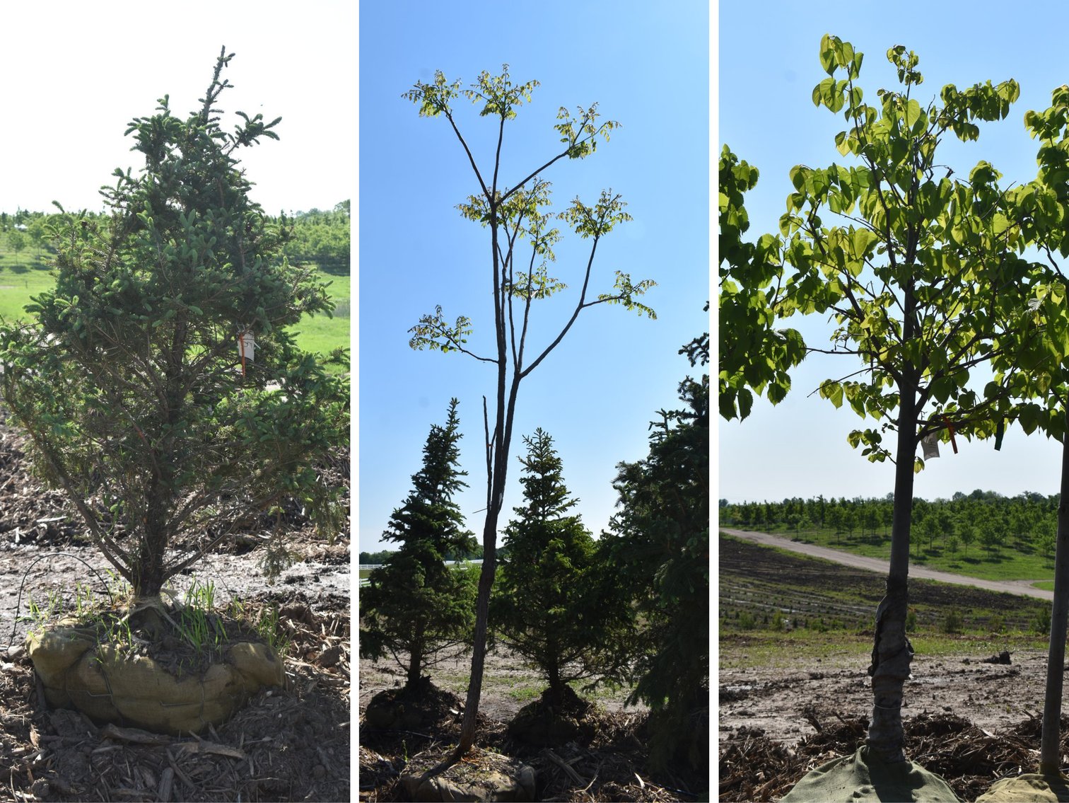 Black Hill & Colorado Spruce Trees, Coffee Tree, Linden American