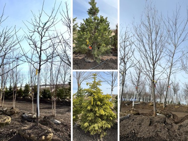 Image for Spring Tree Auction: 180+ Trees