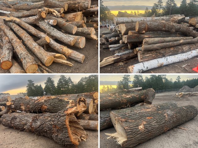 Image for Fire Wood and Lumber Logs