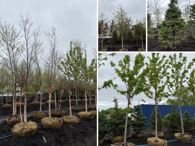 Image for Spring Tree Auction