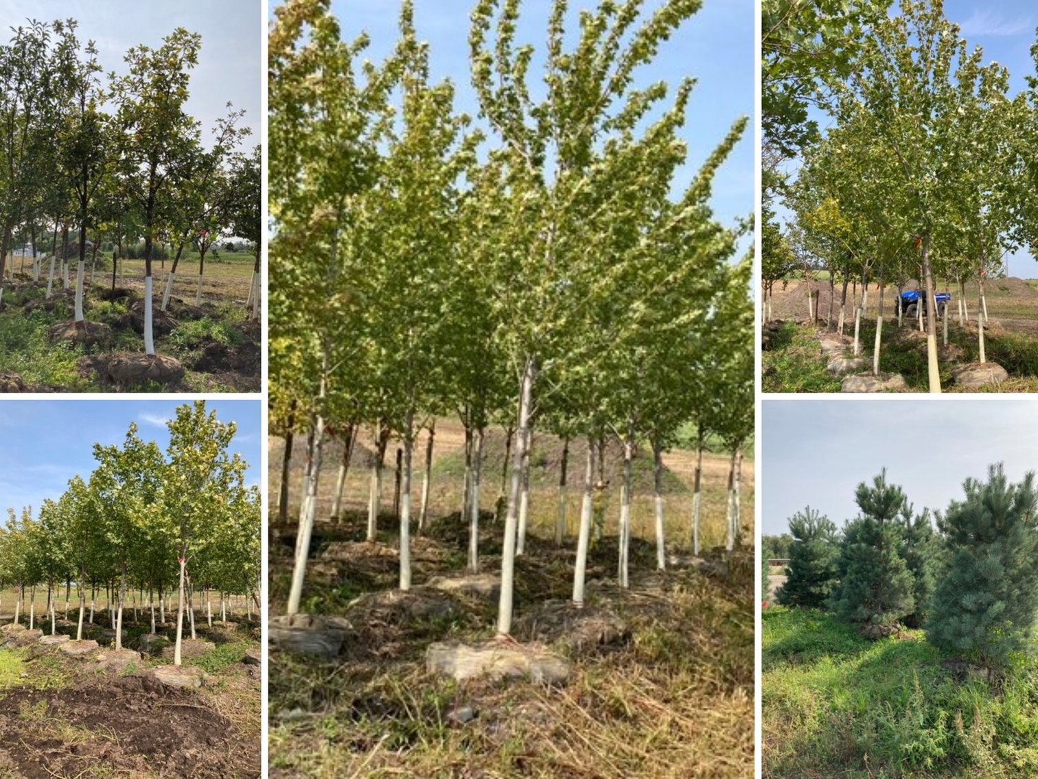 Metro West Fall Tree Retirement Auction
