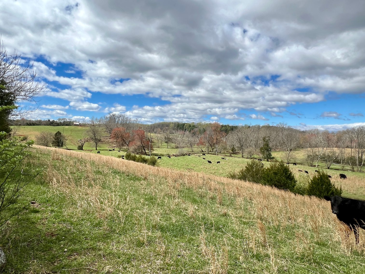 Image for 10 +/- Acre Parcel w/1,500' +/- of Road Frontage & Mountain Views in Culpeper County, VA--SELLING to the HIGHEST BIDDER!!