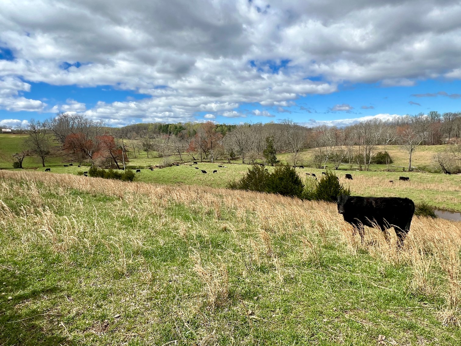 Image for 10 +/- Acre Parcel w/1,500' +/- of Road Frontage & Mountain Views in Culpeper County, VA--SELLING to the HIGHEST BIDDER!!