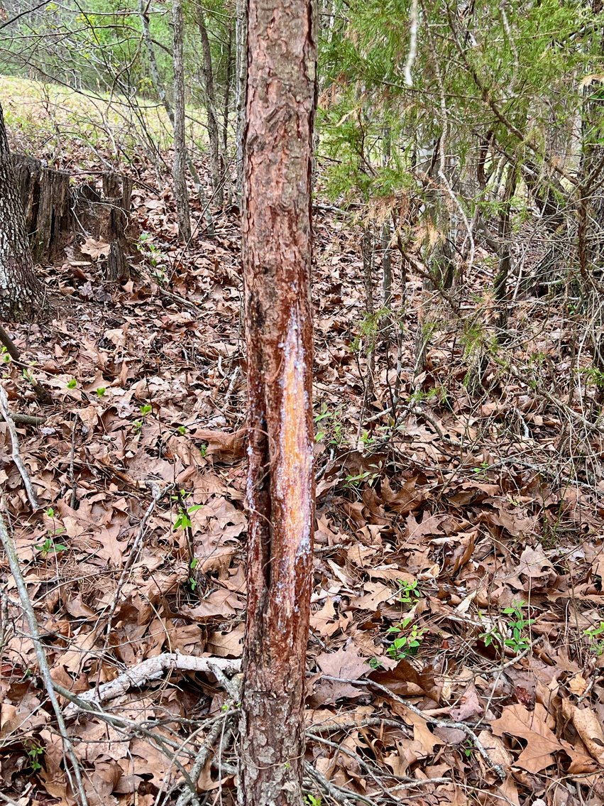 Image for 10.43 +/- Aces w/Large Barn & Well in Greene County, VA--SELLING to the HIGHEST BIDDER via ONLINE ONLY BIDDING!!