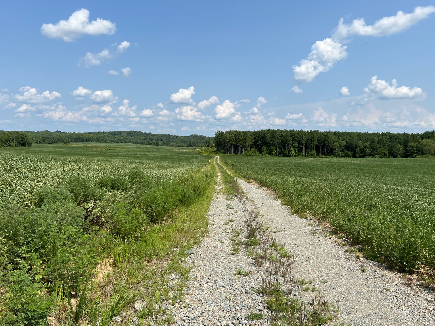 Image for 1,600 +/- Acres w/5 +/- Miles of South Anna River Frontage, 6 miles from I-64 & 30 Miles From Charlottesville & Short Pump, VA--Louisa County, VA