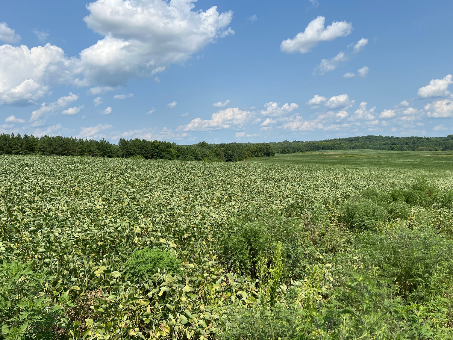 Image for 1,600 +/- Acres w/5 +/- Miles of South Anna River Frontage, 6 miles from I-64 & 30 Miles From Charlottesville & Short Pump, VA--Louisa County, VA