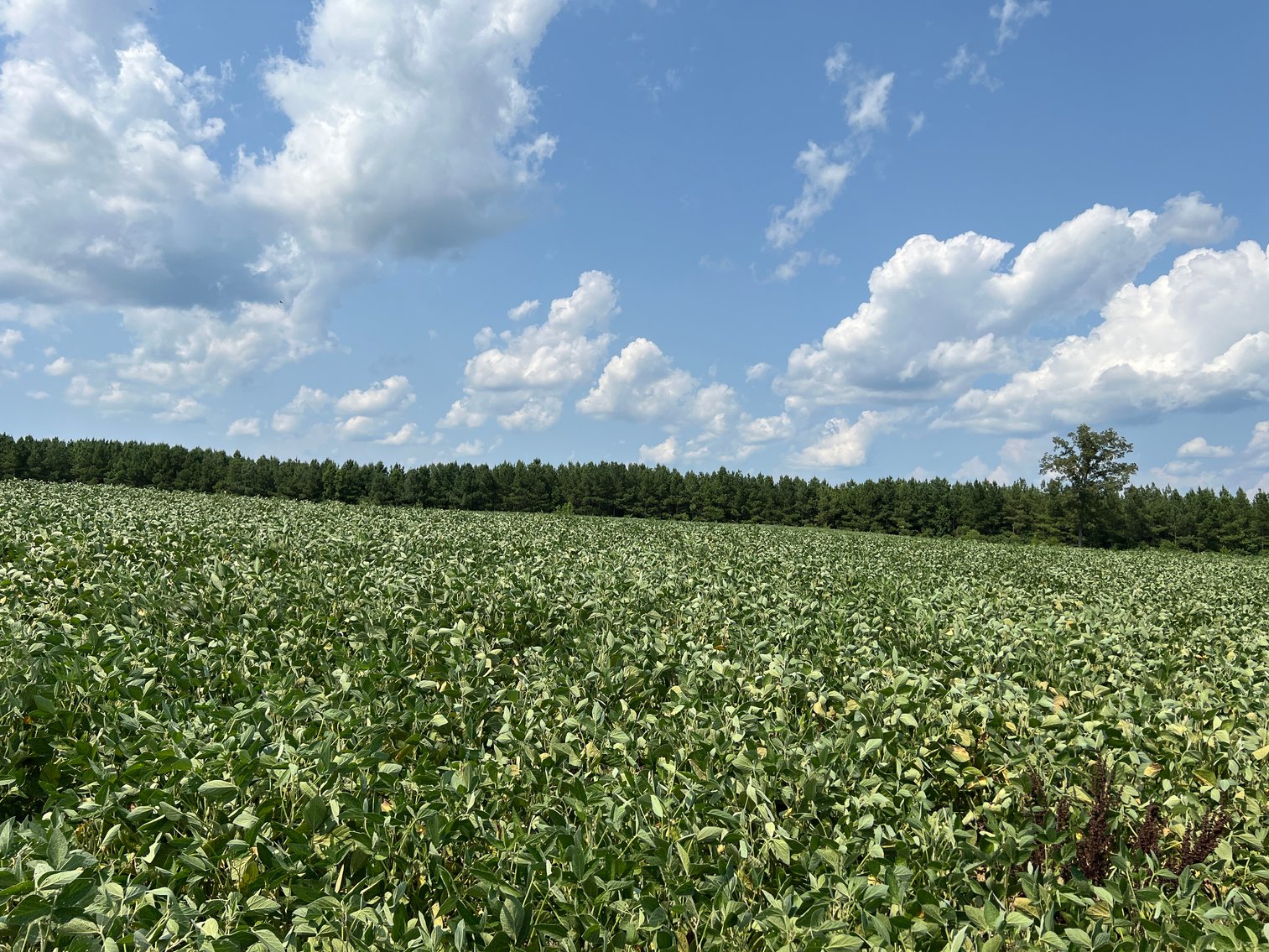 Image for 1,600 +/- Acres w/5 +/- Miles of South Anna River Frontage, 6 miles from I-64 & 30 Miles From Charlottesville & Short Pump, VA--Louisa County, VA