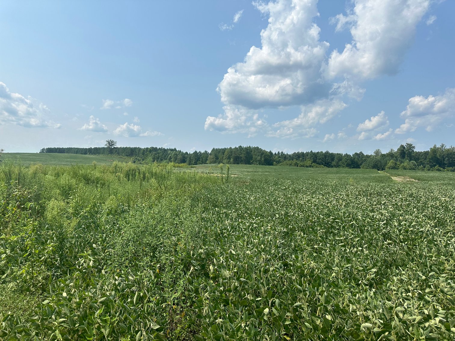 Image for 1,600 +/- Acres w/5 +/- Miles of South Anna River Frontage, 6 miles from I-64 & 30 Miles From Charlottesville & Short Pump, VA--Louisa County, VA
