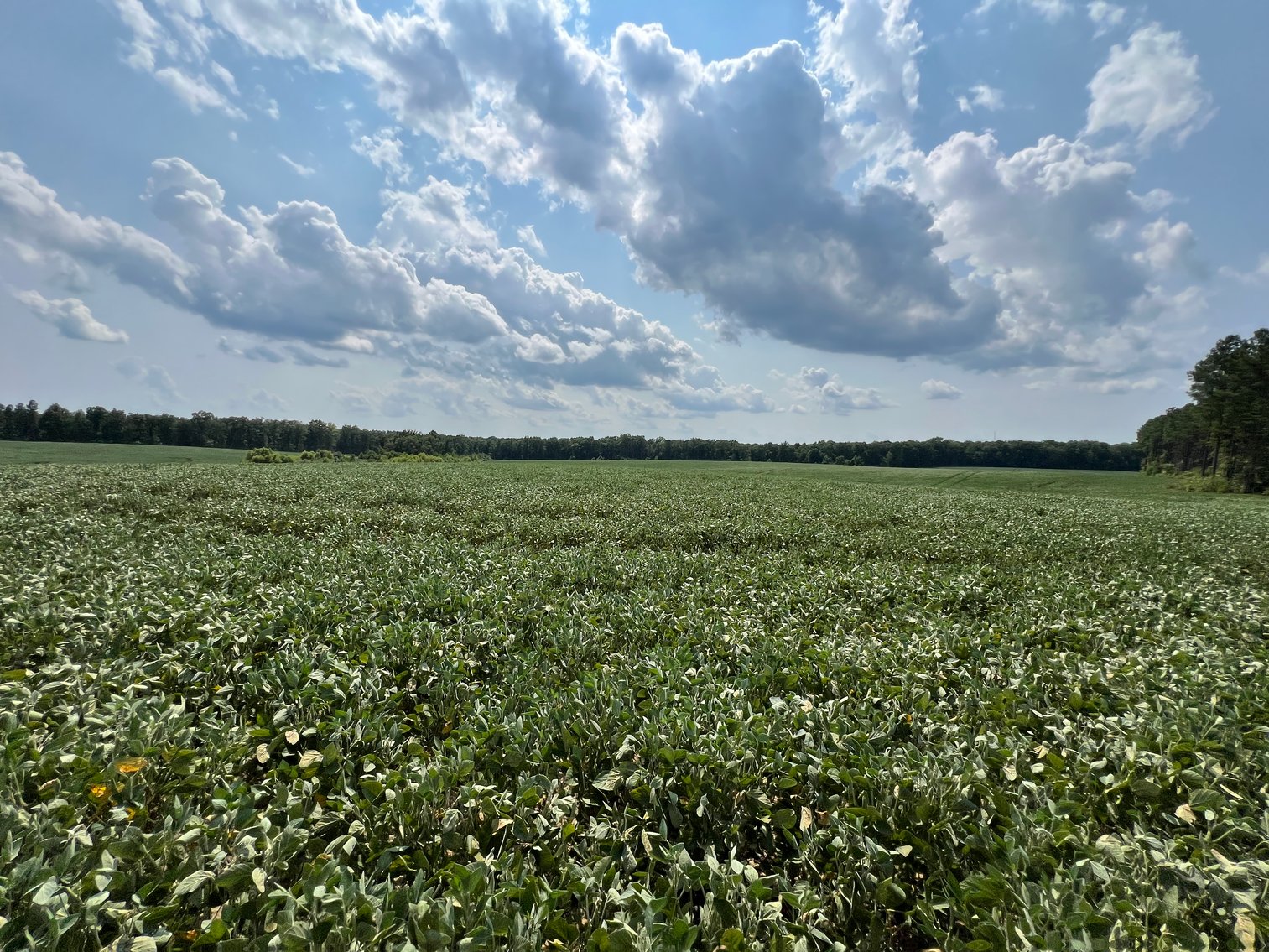 Image for 1,600 +/- Acres w/5 +/- Miles of South Anna River Frontage, 6 miles from I-64 & 30 Miles From Charlottesville & Short Pump, VA--Louisa County, VA