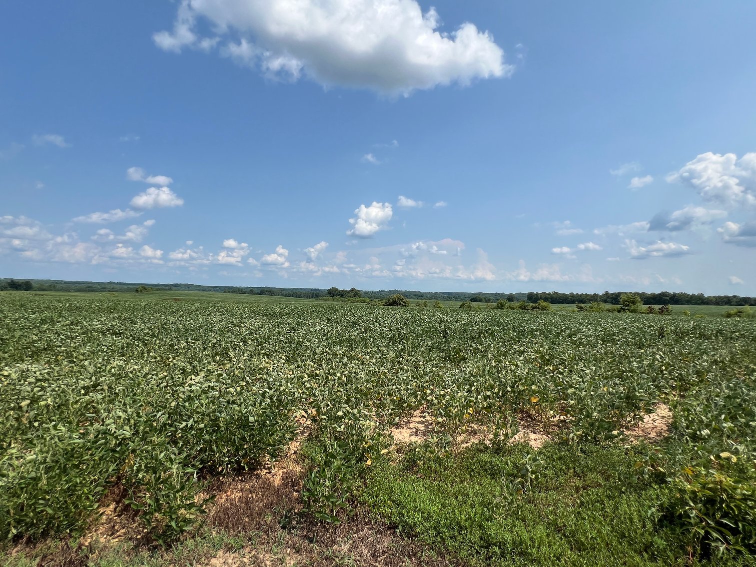 Image for 1,600 +/- Acres w/5 +/- Miles of South Anna River Frontage, 6 miles from I-64 & 30 Miles From Charlottesville & Short Pump, VA--Louisa County, VA