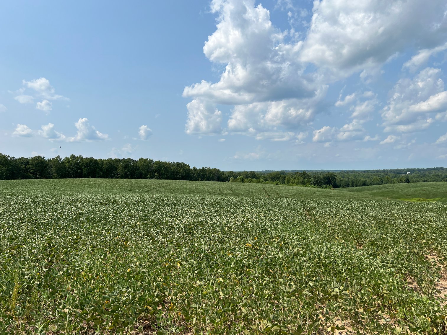 Image for 1,600 +/- Acres w/5 +/- Miles of South Anna River Frontage, 6 miles from I-64 & 30 Miles From Charlottesville & Short Pump, VA--Louisa County, VA