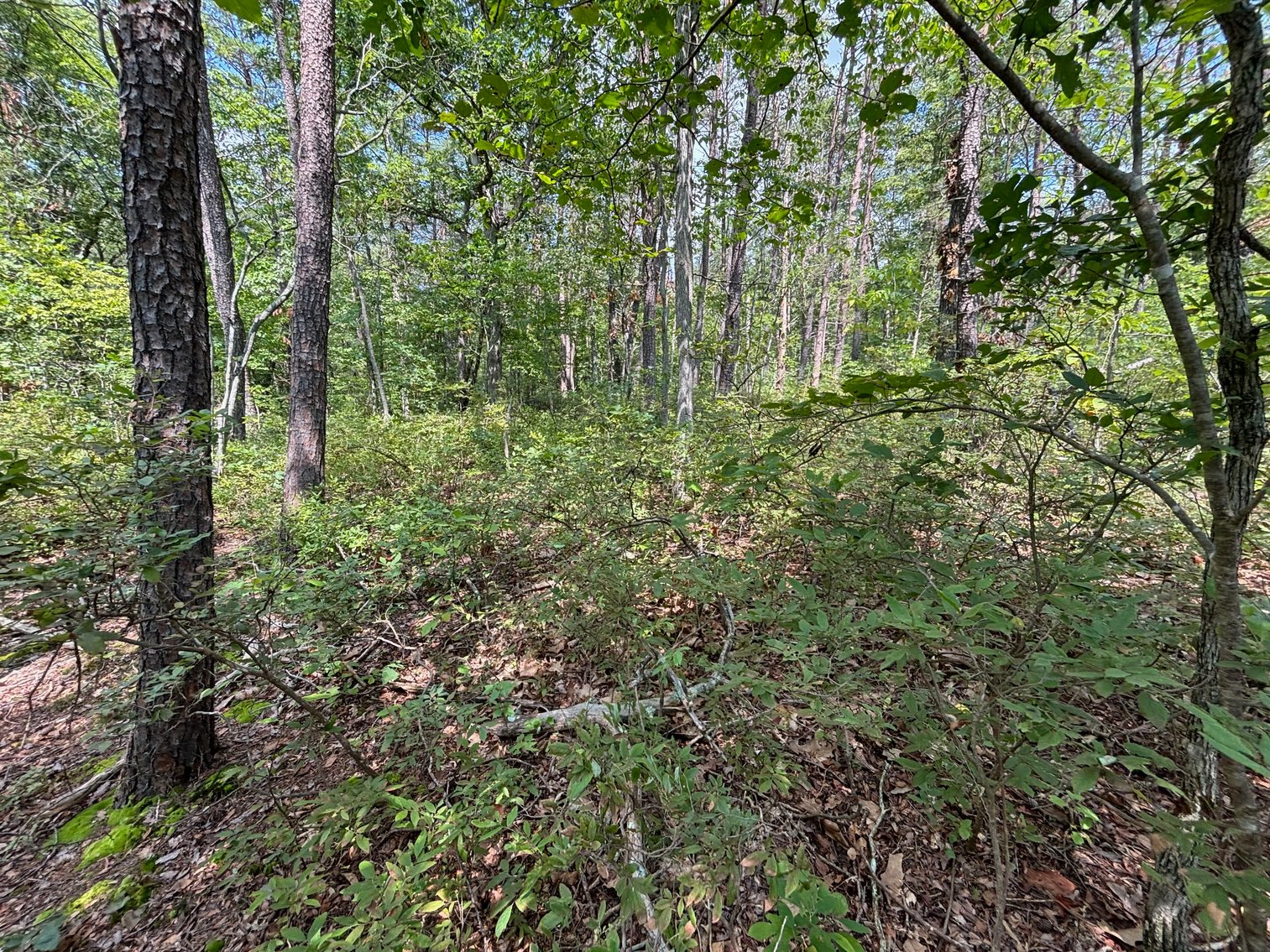 Image for 6.48 +/- Acre Land Parcel w/430' +/- of Passage Creek Frontage in Warren County, VA--ONLINE ONLY BIDDING!!