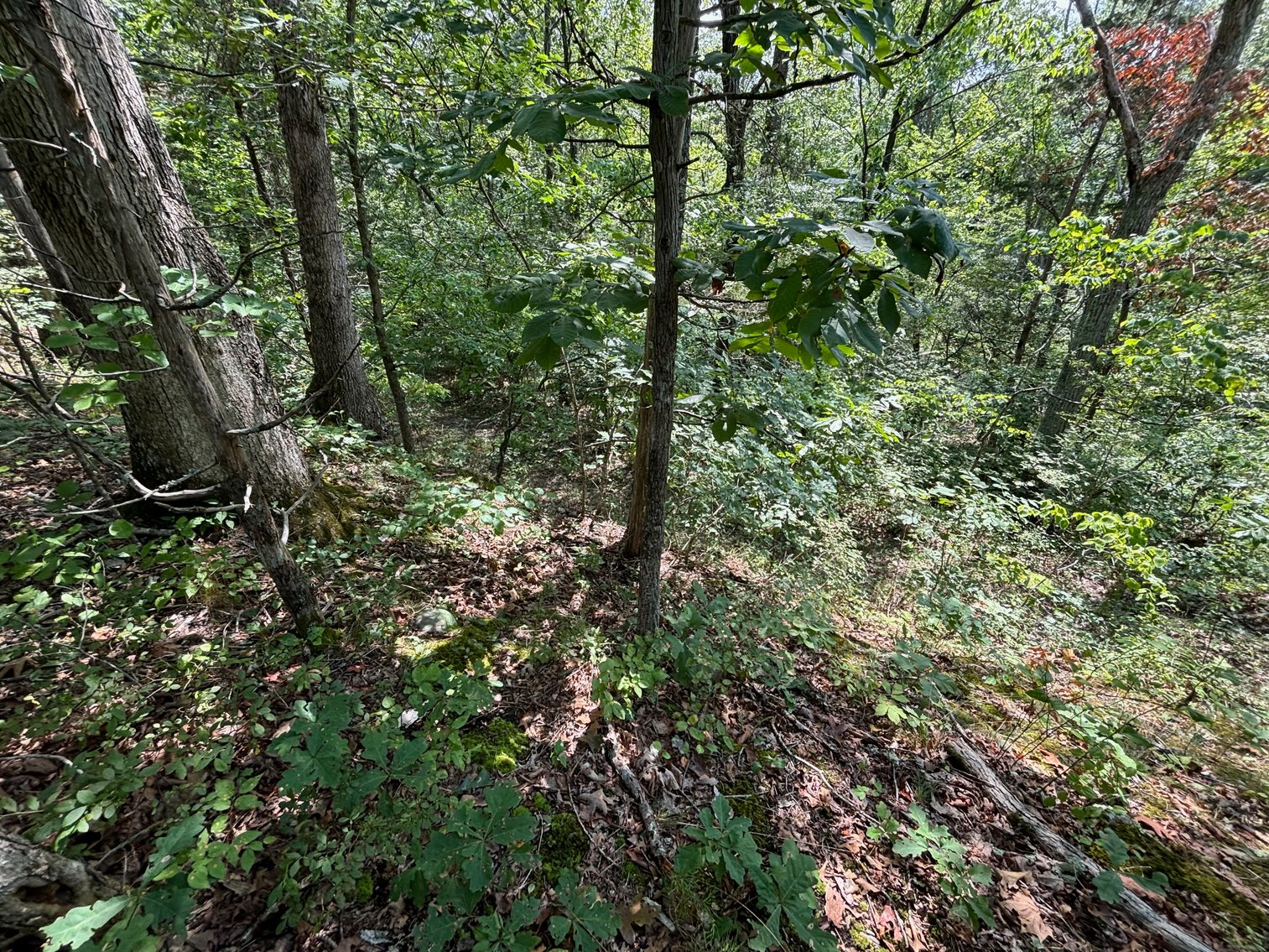 Image for 6.48 +/- Acre Land Parcel w/430' +/- of Passage Creek Frontage in Warren County, VA--ONLINE ONLY BIDDING!!