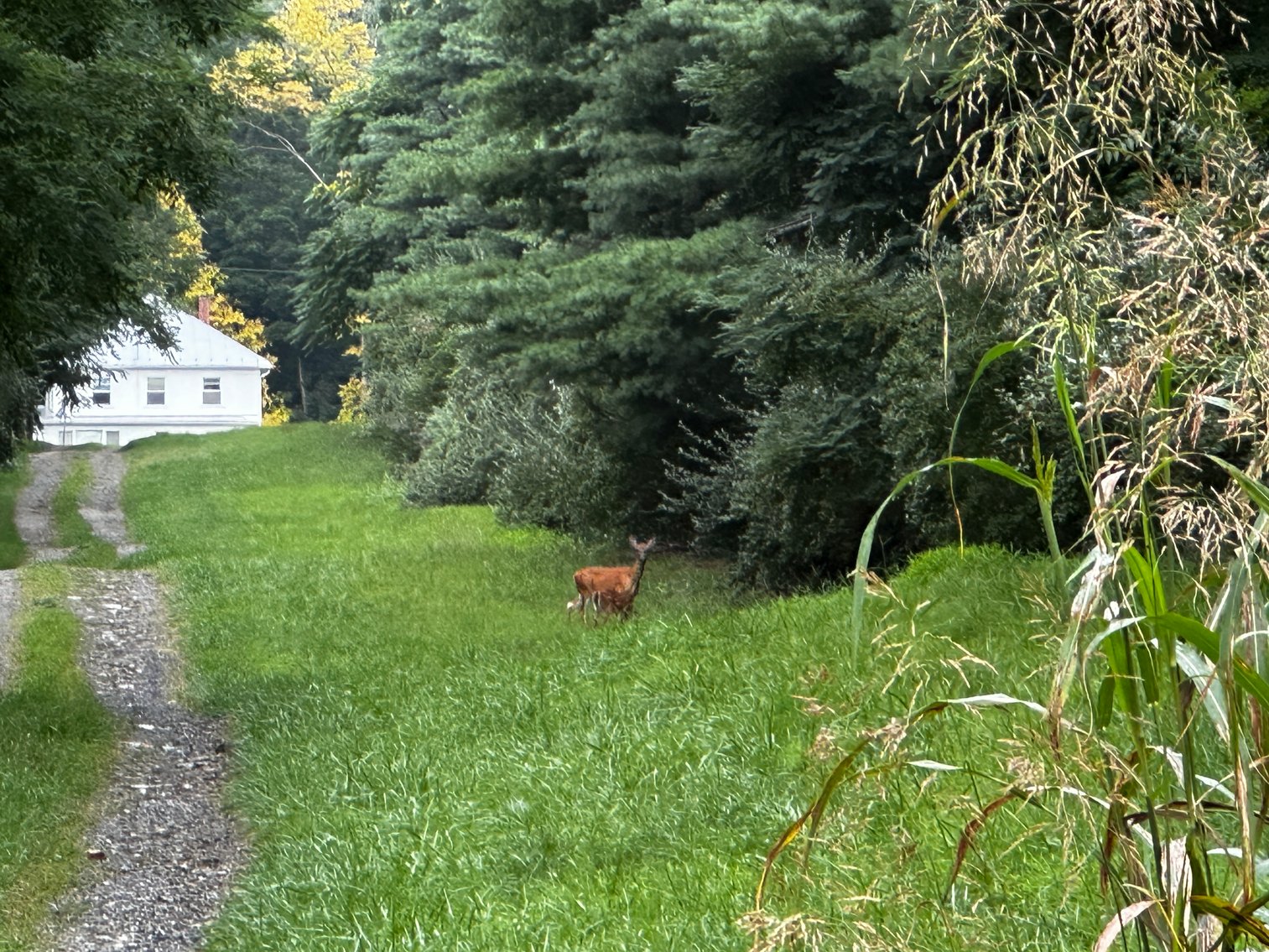 Image for 81 +/- Acre Land Parcel w/Spring House, Access Roads & Tons of Wildlife--Rockingham County, VA