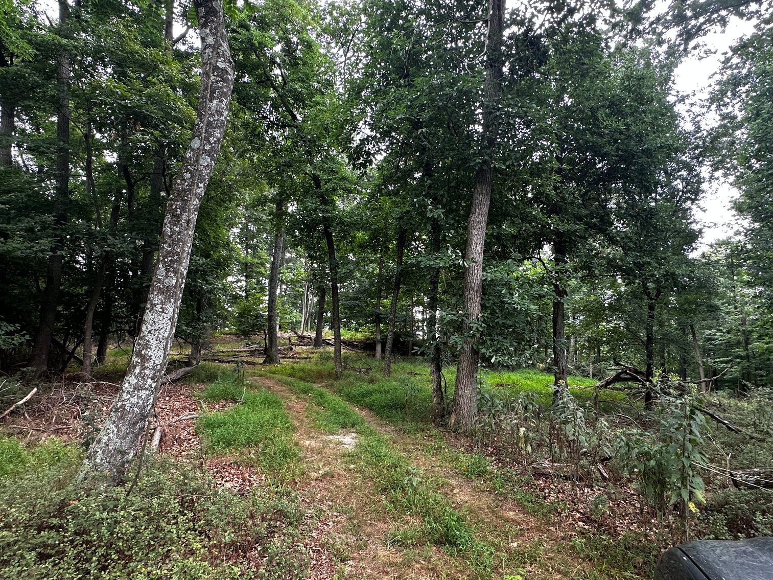 Image for 81 +/- Acre Land Parcel w/Spring House, Access Roads & Tons of Wildlife--Rockingham County, VA